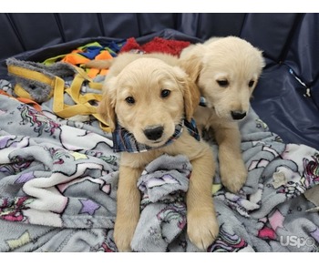Golden Retriever Puppies for sale