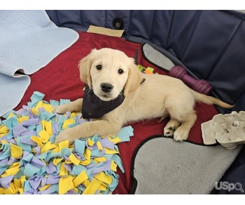 Golden Retriever Puppies for sale