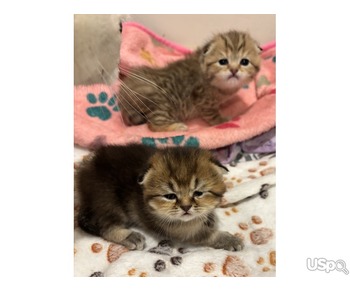 Шотландские вислоухие девочки