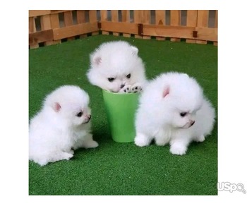 Pomeranian puppy for adoption