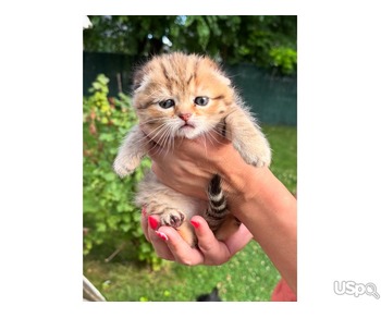 Шотландские вислоухие девочки