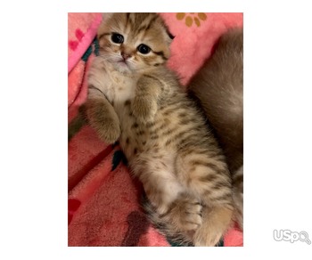 Шотландские вислоухие девочки