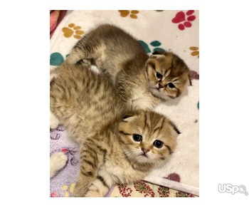 Шотландские вислоухие девочки