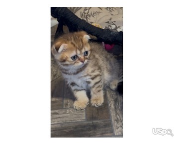 Шотландские вислоухий мальчик