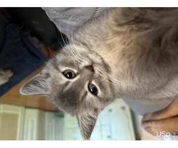 Шотландские вислоухий мальчик