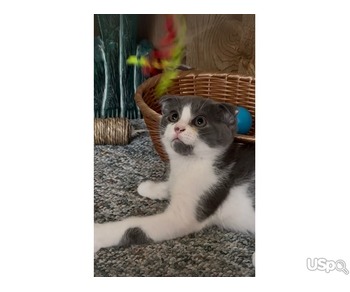 Шотландские вислоухий мальчик