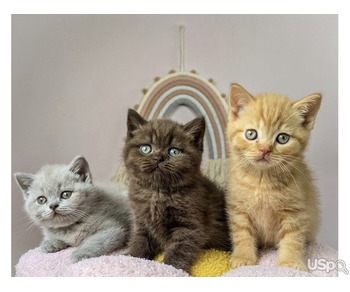 BSH