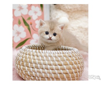 Lovely British shorthair kittens