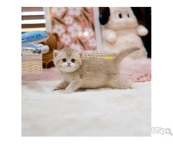 Lovely British shorthair kittens