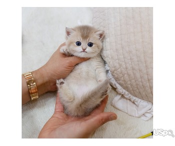 Lovely British shorthair kittens