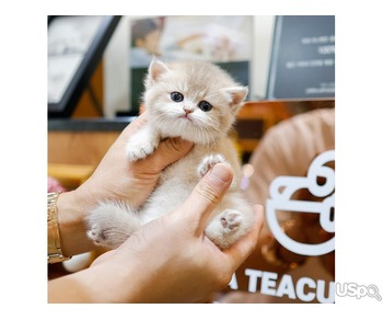 Lovely British shorthair kittens