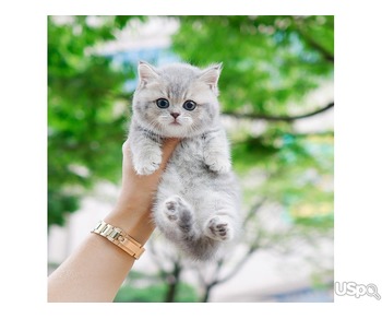 Your Dream Munchkin kittens