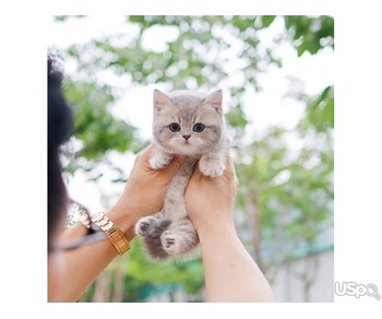 Your Dream Munchkin kittens