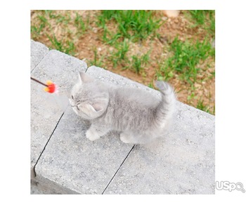 Your Dream Munchkin kittens