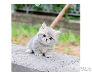 Your Dream Munchkin kittens