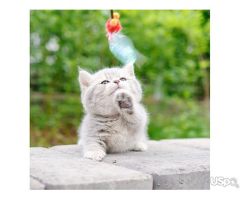 Your Dream Munchkin kittens