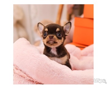 Sweet Chihuahua puppies