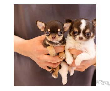 Sweet Chihuahua puppies