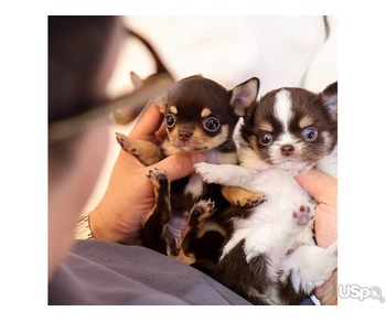 Sweet Chihuahua puppies