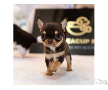 Sweet Chihuahua puppies