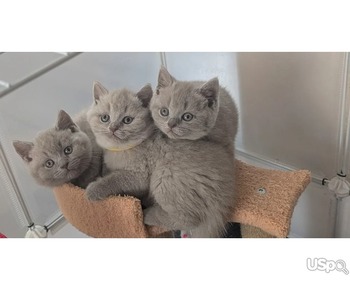 health British Shorthairs