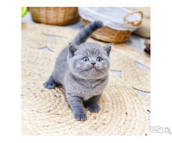 Sweet British Shorthair kitten