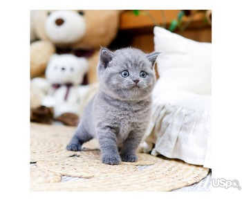 Sweet British Shorthair kitten
