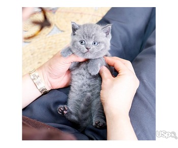 Sweet British Shorthair kitten