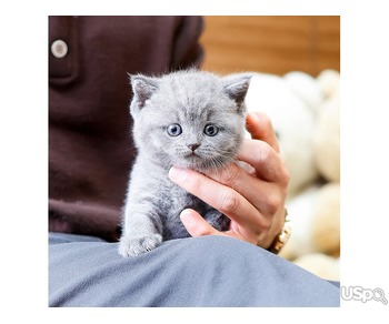 Sweet British Shorthair kitten