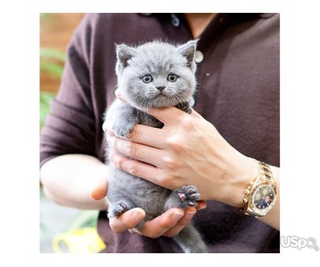 Sweet British Shorthair kitten