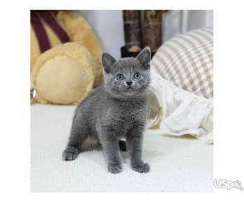 Your dream Russian Blue kittens