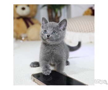 Your dream Russian Blue kittens