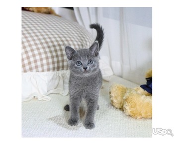 Your dream Russian Blue kittens