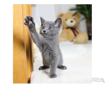 Your dream Russian Blue kittens