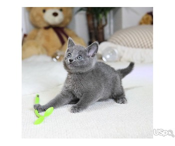 Your dream Russian Blue kittens