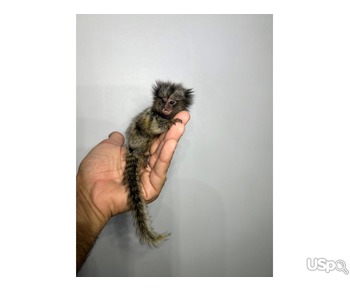 Find a Forever Home for Our Lovely Marmoset Monkey ????❤️