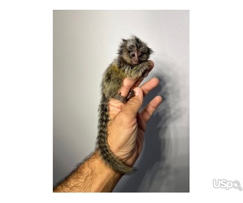 Find a Forever Home for Our Lovely Marmoset Monkey ????❤️