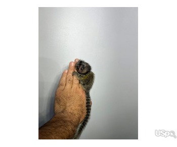 Find a Forever Home for Our Lovely Marmoset Monkey ????❤️