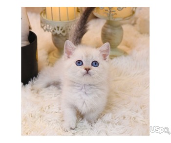 Adorable munchkin kitten