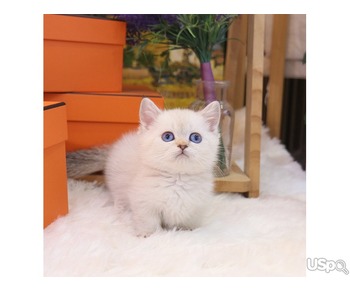 Adorable munchkin kitten