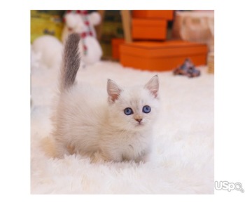 Adorable munchkin kitten