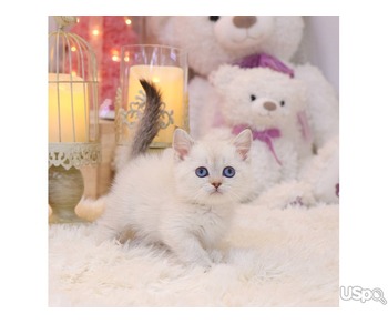 Adorable munchkin kitten