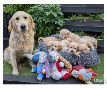 KC golden retriever pups
