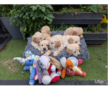 KC golden retriever pups