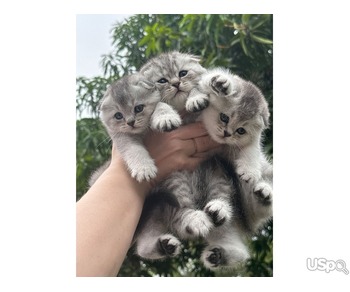 ???? SCOTTISH FOLD KITTENS ????