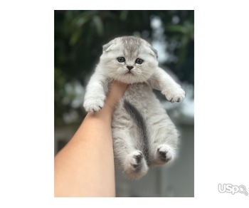 ???? SCOTTISH FOLD KITTENS ????