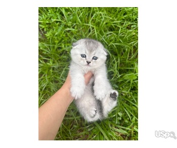 ???? SCOTTISH FOLD KITTENS ????