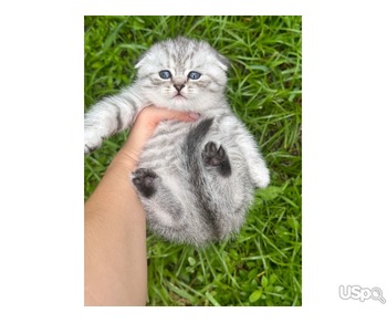 ???? SCOTTISH FOLD KITTENS ????