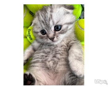 ???? SCOTTISH FOLD KITTENS ????