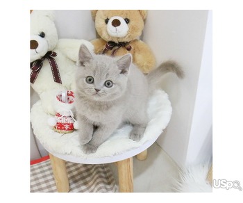 Adorable British Shorthair kitten